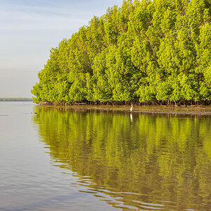 2024-12-17 007 Intermediate Egret.jpg
