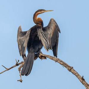 2024-12-17 025 African Darter.jpg