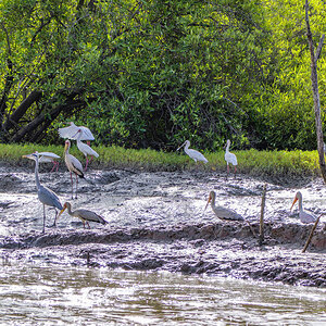 2024-12-17 076 Gray Heron and Yellow-billed Storks and African Spoonbills.jpg