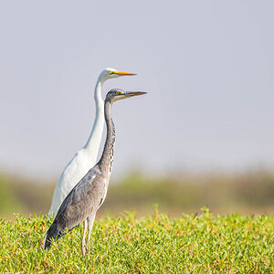 2024-12-17 085 Gray Heron and Intermediate Egret.jpg