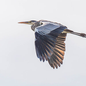 2024-12-17 090 Western Reef Heron in Flight.jpg