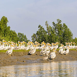 2024-12-17 041 Great White Pelicans and Pink-backed Pelicans.jpg