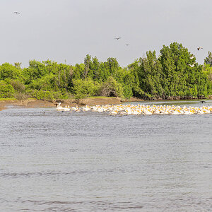 2024-12-17 059 Great White Pelicans and Pink-backed Pelicans and Reed Cormorants.jpg