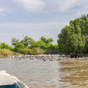 2024-12-17 066 Great White Pelicans and Pink-backed Pelicans.jpg