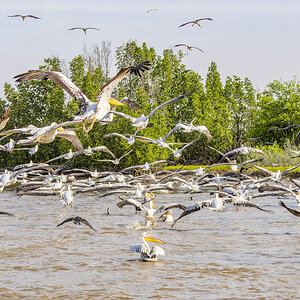 2024-12-17 081 Great White Pelicans and Pink-backed Pelicans in Flight.jpg
