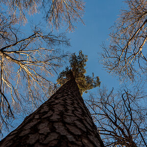 Baum.jpg