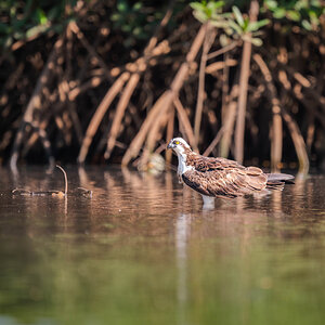 2024-12-15 179 Osprey.jpg