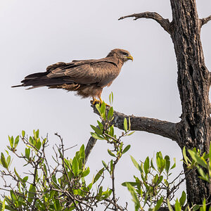 2024-12-17 078 Yellow-billed Kite.jpg