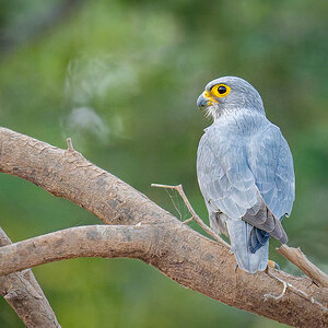2024-12-19 044 Gray Kestrel.jpg