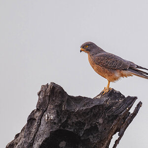2024-12-21 067 Grasshopper Buzzard.jpg