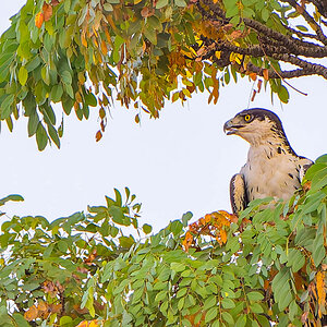 2024-12-21 112 African Hawk-eagle.jpg