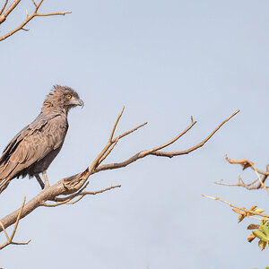 2024-12-22 011 Brown Snake Eagle.jpg