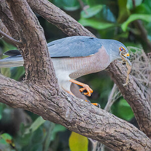 2024-12-19 100 Shikra with Frog.jpg