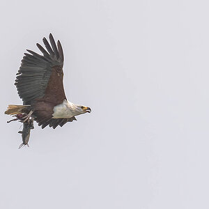 2024-12-17 083 African Fish Eagle with Fish in Flight.jpg