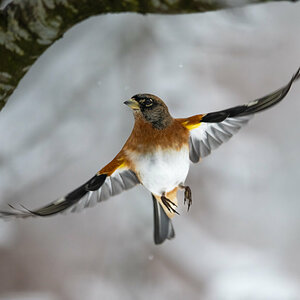 Bergfink im Flug.jpg