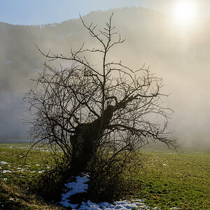 Baum.jpg