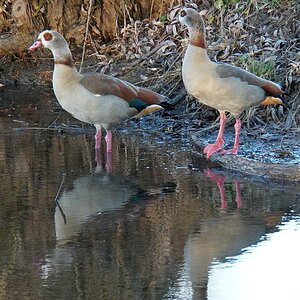 Nilgänse.jpg