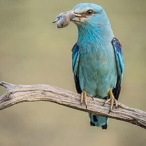 2022-07-01 20 European Roller.jpg