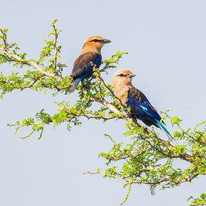 2024-12-15 055 Blue-bellied Rollers.jpg