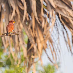 2024-12-19 064 Broad-billed Roller.jpg