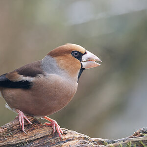 N1046720nikon.jpg
