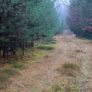Waldweg.jpg