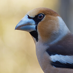 P2153641nikon.jpg