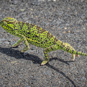 2024-12-19 004 Chameleon.jpg