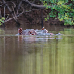 2024-12-19 105 Hippo.jpg