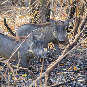2024-12-20 008 Common Warthogs.jpg