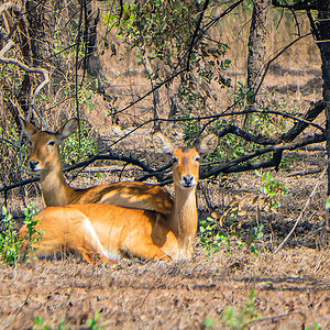 2024-12-20 023 Antilopes.jpg
