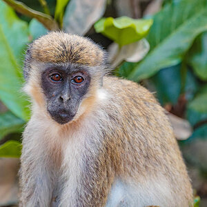 2024-12-20 060 Green Monkey.jpg