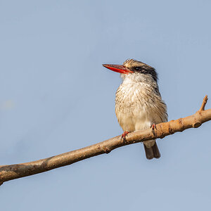 2024-12-14 031 Striped Kingfisher.jpg