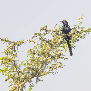 2024-12-15 040 Green Wood Hoopoe.jpg
