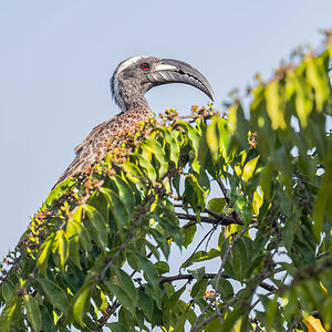 2024-12-15 049 African Grey Hornbill.jpg