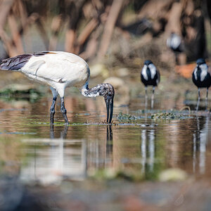 2024-12-15 116 African Sacred Ibis.jpg