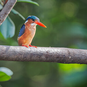 2024-12-15 189 Malachite Kingfisher.jpg
