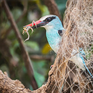 2024-12-19 025 Blue-breasted Kingfisher with Frog.jpg