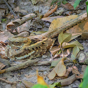 2024-12-14 071 Long-tailed Nightjar.jpg