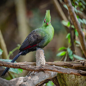 2024-12-16 012 Green Turaco.jpg