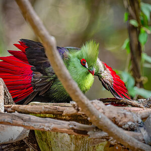 2024-12-16 015 Green Turaco.jpg