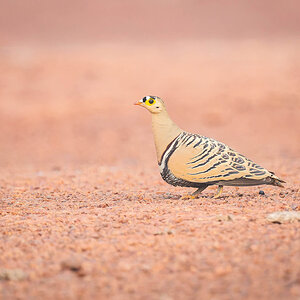 2024-12-18 019 Four banded Sandgrouse.jpg