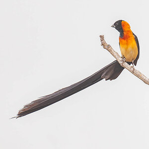 2024-12-18 029 Exclamatory Paradise-whydah.jpg