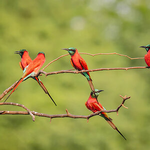 2024-12-19 048 Northern Carmine Bee-eaters.jpg