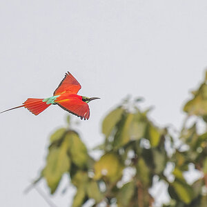 2024-12-19 078 Northern Carmine Bee-eater in Flight.jpg