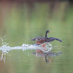 2024-12-19 098 African Finfoot.jpg