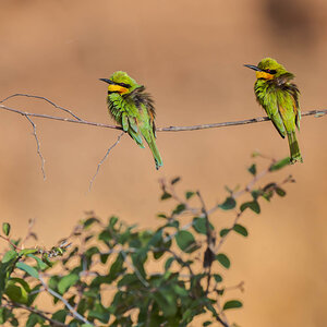 2024-12-21 057 Little Bee-eaters.jpg
