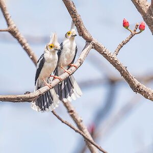 2024-12-21 072 White-crested Helmetshrikes.jpg