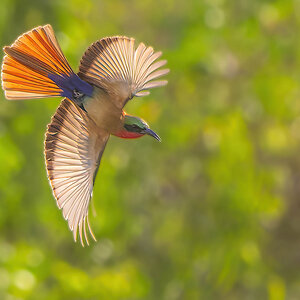 2024-12-21 093 Red-throated Bee-eater in Flight.jpg