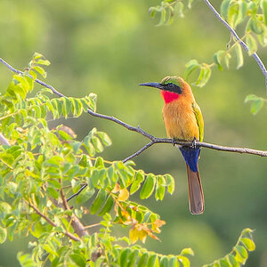 2024-12-21 106 Red-throated Bee-eater.jpg